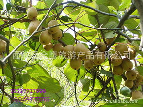 河南省西峽縣獼猴桃 產(chǎn)地直銷，新鮮直達(dá)