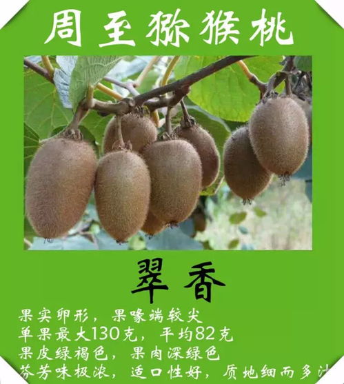 克拉瑪依人專享 獼猴桃直采直銷基地，新鮮包郵到家