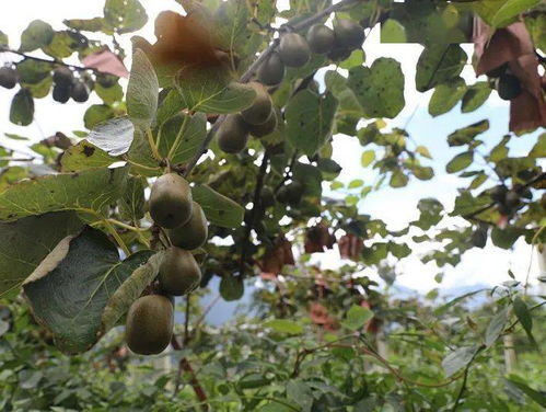 德威鎮(zhèn)海子村 200畝獼猴桃挑大梁，甜蜜產業(yè)富鄉(xiāng)村