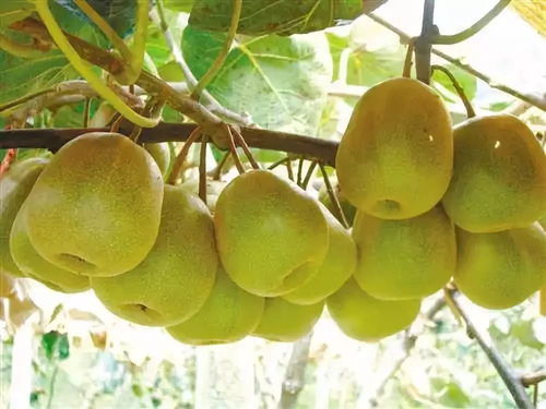 黑山北門4萬斤獼猴桃待售，呼吁社會力量助果農渡難關