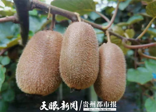 貴州修文7萬噸獼猴桃開啟網絡預售，電商賦能拓寬“黃金果”出山路