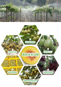 預售開啟 | 生態(tài)種植，自然本味 品鑒正宗蒼溪紅心獼猴桃