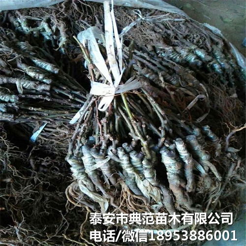 布魯諾獼猴桃苗市場全解析 銷售渠道、價格與產業(yè)發(fā)展